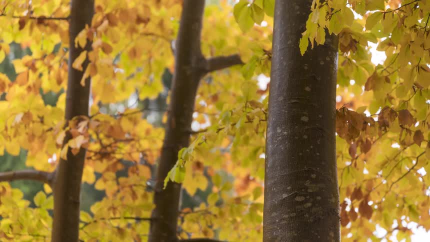Raindrops fall on golden autumn leaves in a tranquil forest setting