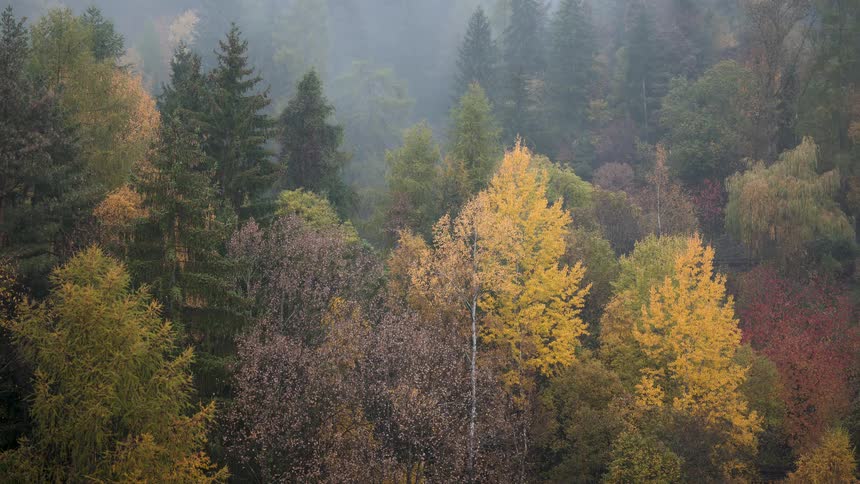 Time-lapse of mist clearing over a vibrant autumn forest, revealing colorful trees on a hillside