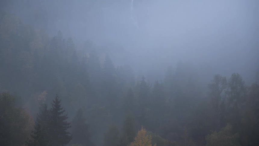Thick, mysterious fog slowly moves through a dense evergreen and autumn-colored forest on a mountainside