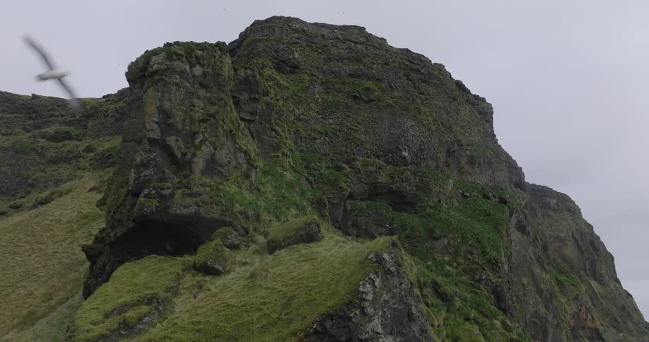 A slow aerial ascent reveals the rugged texture of a mossy coastal cliff as seabirds fly past