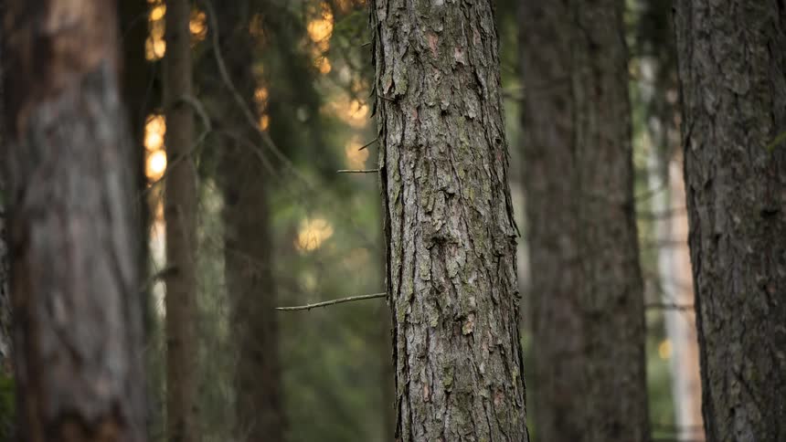 Close-up of a pine tree trunk in a tranquil forest illuminated by the warm golden light of the setting sun