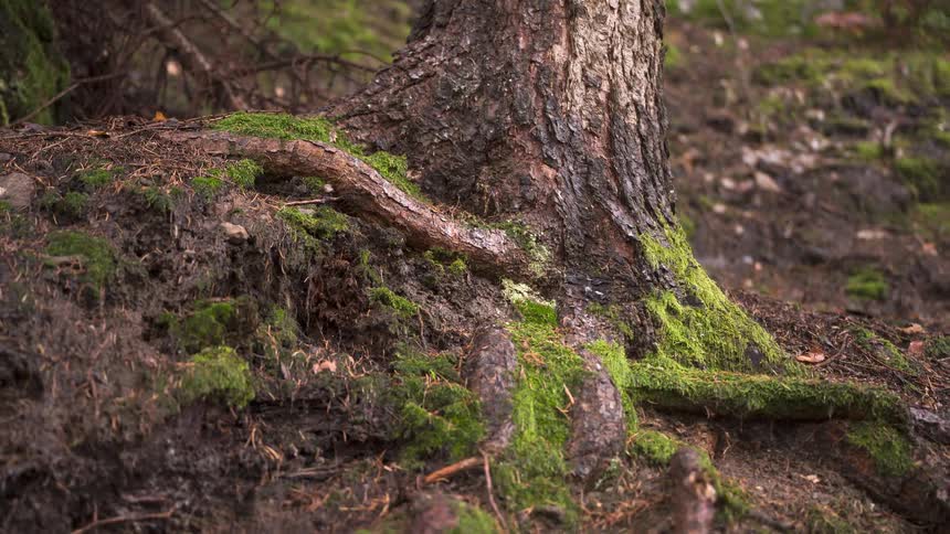 A slow zoom out on a moss-covered tree trunk and its roots embedded in the earthy forest floor