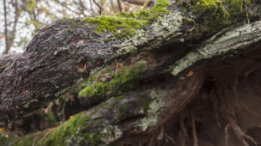 A slow pan reveals the intricate, damp textures of a moss and lichen-covered tree root in a forest