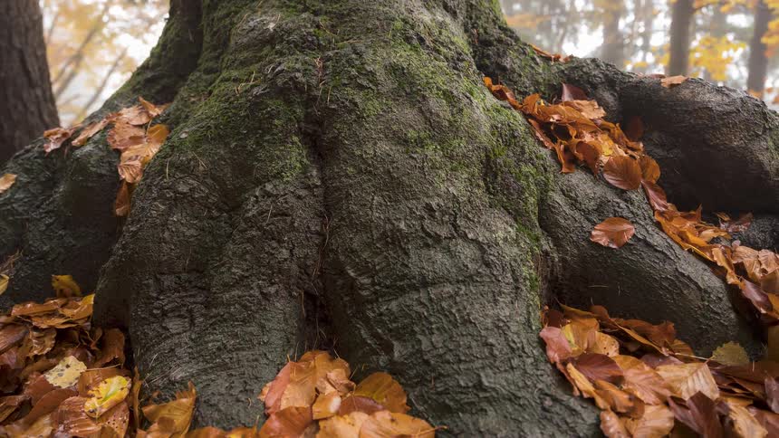 Rain trickles down a moss-covered tree trunk and its roots nestled among a blanket of golden autumn leaves in a misty forest