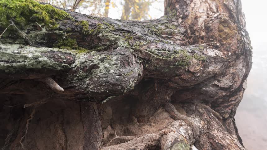 An intimate slider shot explores the textures of a large, ancient tree root covered in moss and lichen on a foggy autumn day