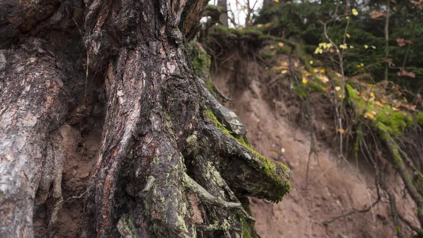 A slow pull-back shot reveals the intricate, mossy root system of an ancient tree clinging to an eroded, sandy cliff on a foggy autumn day