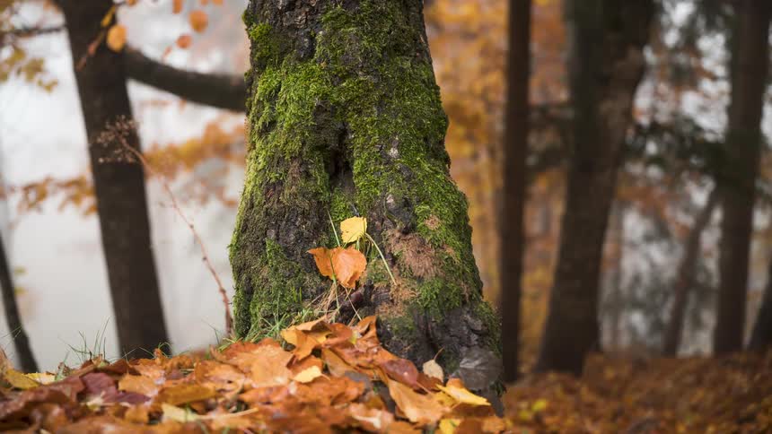 A moss-covered tree trunk stands amidst fallen autumn leaves as a mysterious fog rolls through the colorful forest