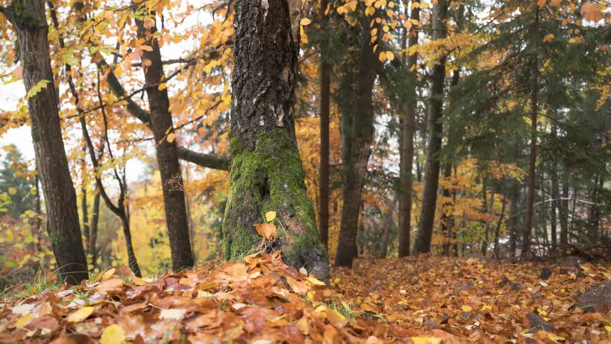 Mysterious fog dissipates in a serene autumn forest, revealing a beautiful landscape of golden leaves and mossy trees in this stunning timelapse
