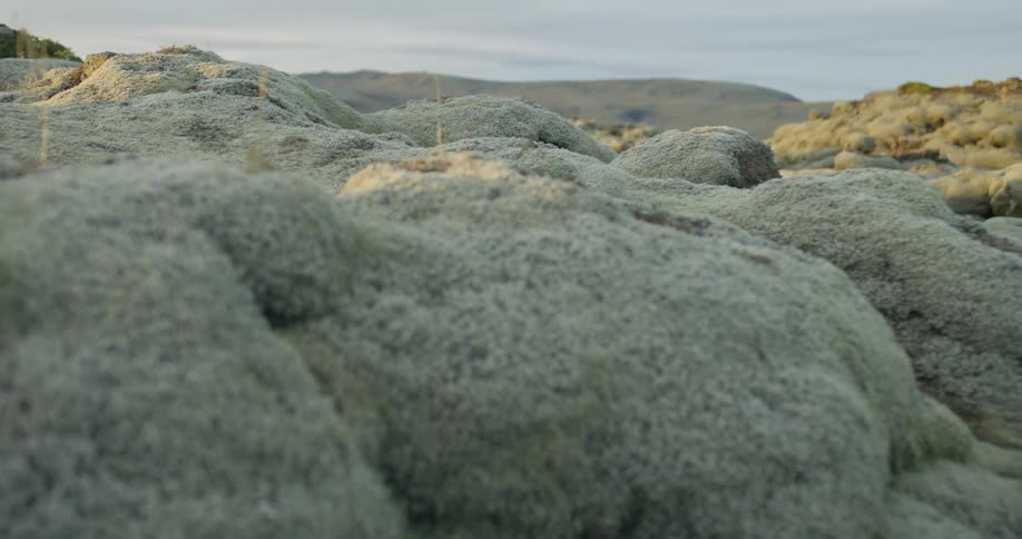 A slow, sliding close-up shot over the unique green Icelandic moss covering an ancient lava field