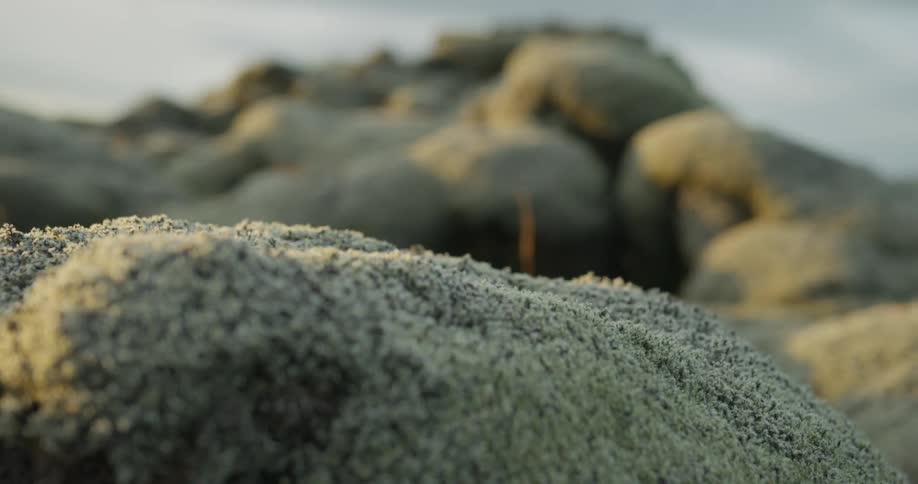 A close-up rack focus shot reveals a field of soft, green Icelandic moss covering volcanic lava rocks during the golden hour