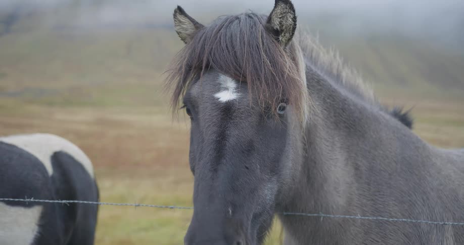 A beautiful grey Icelandic horse with striking blue eyes looks on from behind a wire fence in a foggy field in this slow-motion close-up