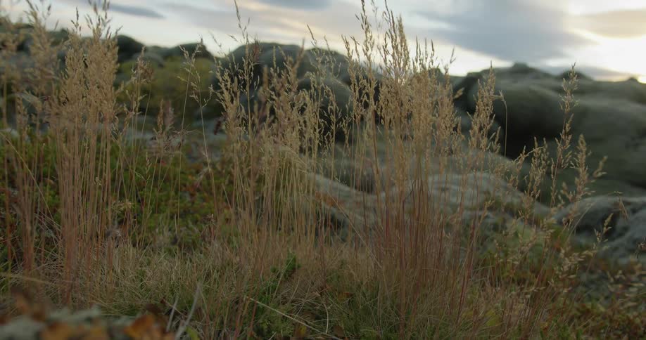 Golden grass sways gently in the breeze over a mossy Icelandic lava field at sunset