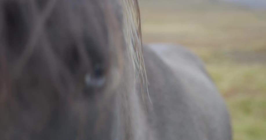 A slow-motion close-up of a majestic Icelandic horse's eye as its mane blows gently in the wind