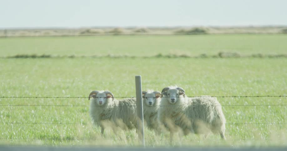 A trio of fluffy sheep with horns stand behind a wire fence in a vibrant green field, curiously looking at the camera