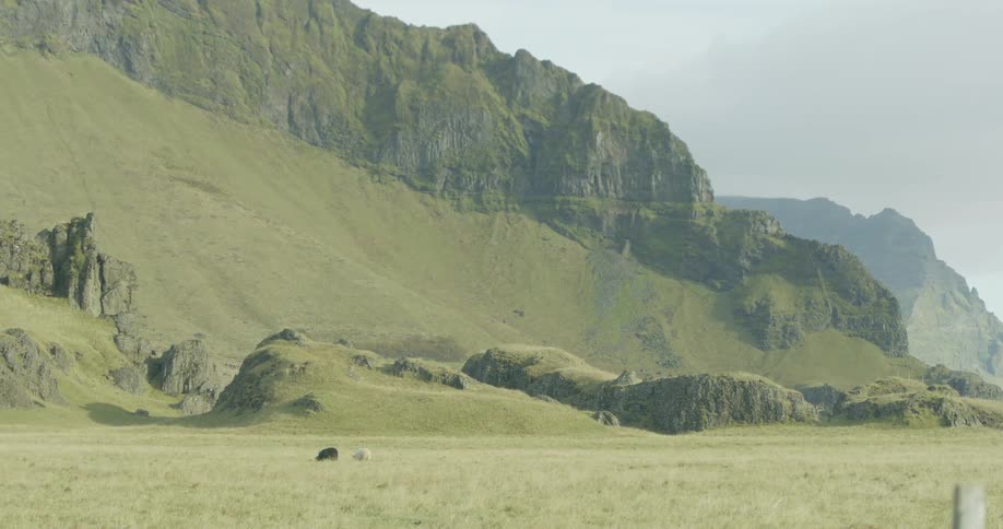 A slow pan reveals a vast green meadow with grazing sheep at the base of majestic, rocky mountains in Iceland
