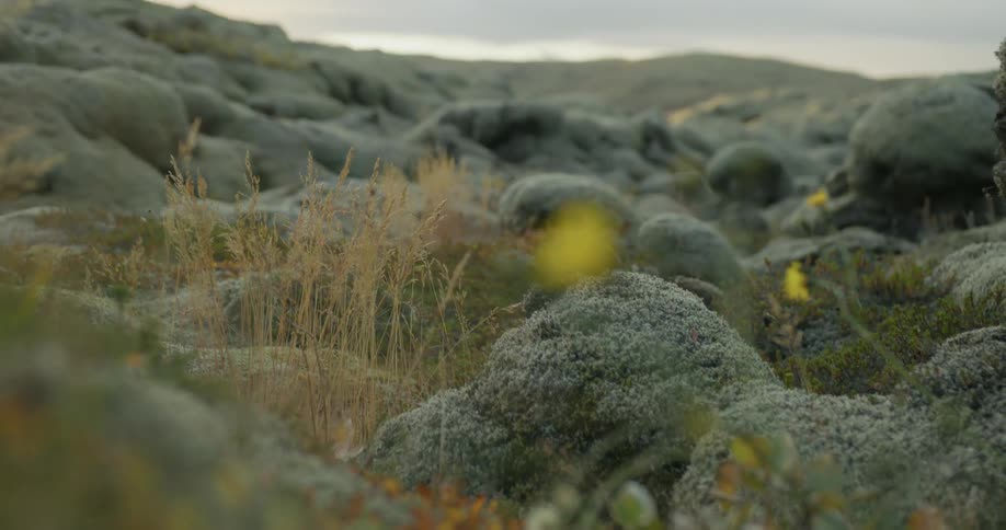 A delicate yellow wildflower stands out against a vast, otherworldly landscape of moss-covered lava rocks in Iceland