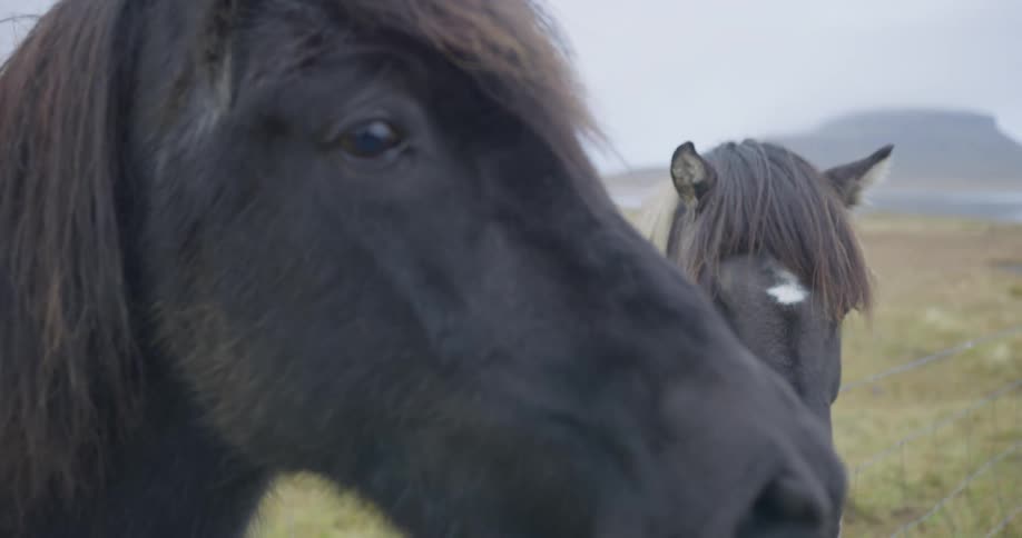 A slow-motion close-up of a funny black Icelandic horse showing its teeth before licking a person's hand in a foggy field