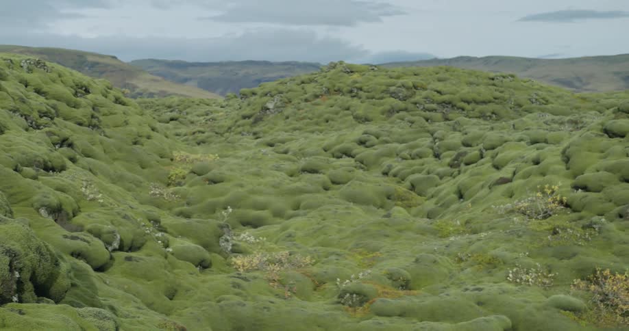 A slow pan reveals the surreal and vast landscape of Iceland's green moss-covered lava fields