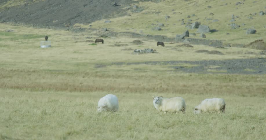 Three white sheep graze peacefully in a green pasture with horses in the background