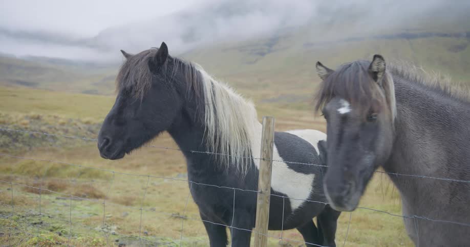 Close-up of two Icelandic horses standing together behind a fence in a misty, mountainous landscape