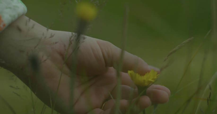A woman's hand gently picks a yellow wildflower from a lush green meadow in slow motion