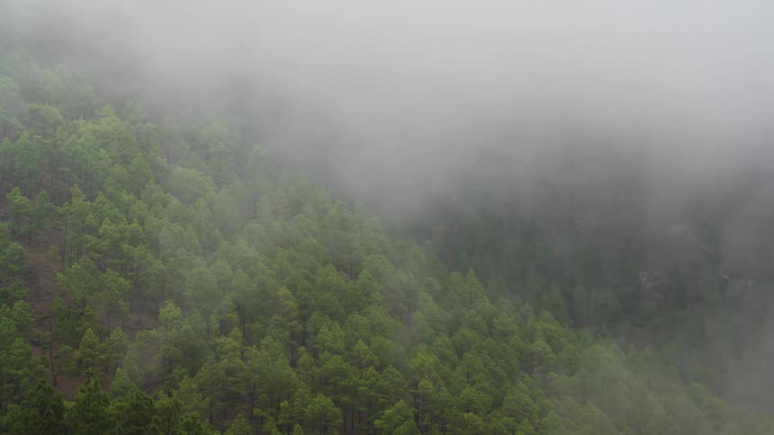 Dense fog moves over a lush green pine forest on a mountainside, eventually obscuring the view completely