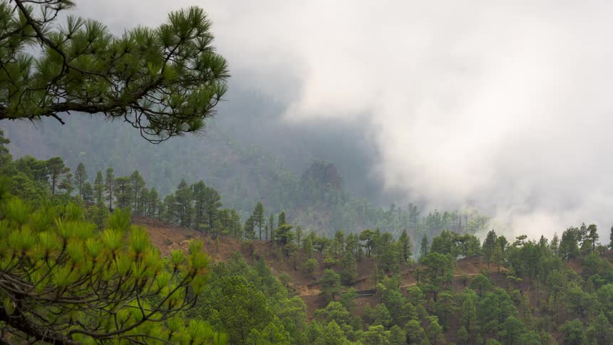 Timelapse of dense fog and clouds rolling over a vibrant green pine forest on a mountainside