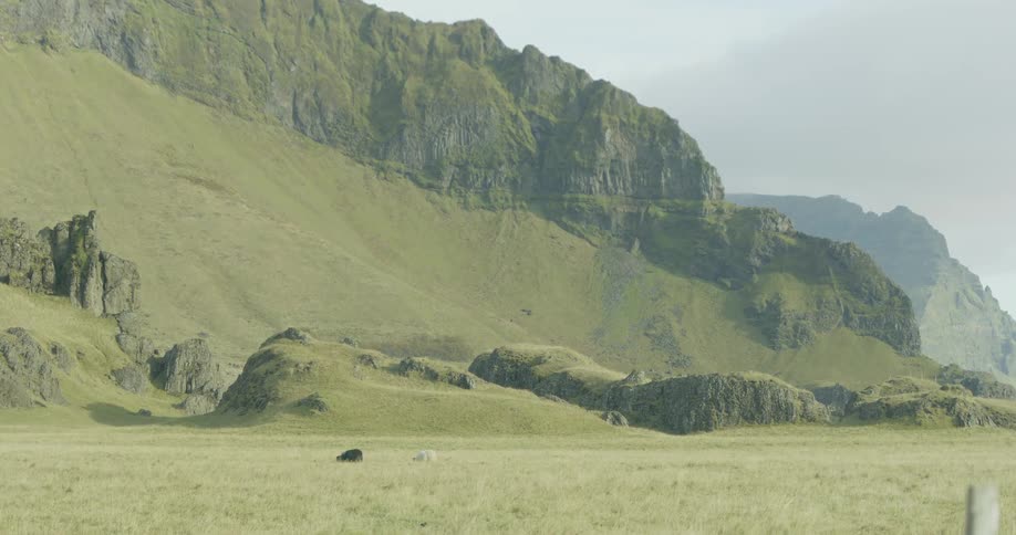 Two sheep graze peacefully in a vast green meadow at the base of a majestic, misty mountain range in Iceland
