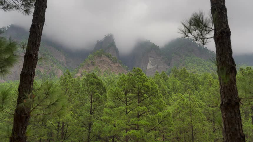 Clouds and fog envelop the peaks of a mountain range behind a vibrant green pine forest