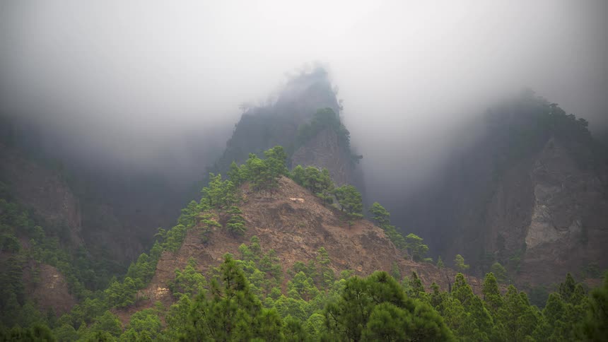 A static shot of a lush pine forest on a mountainside with thick fog rolling through the valley