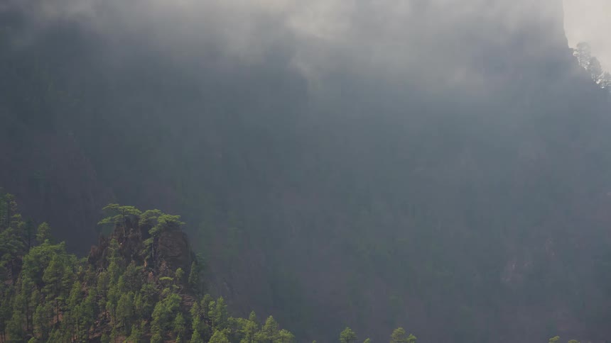 A serene view of dense fog slowly moving across a green, tree-covered mountain slope