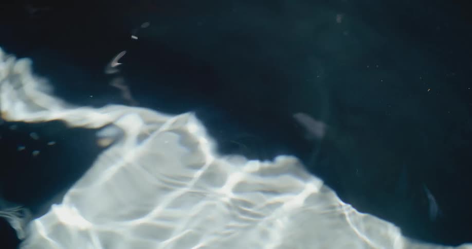 Tiny silver fish dart through dark water with mesmerizing patterns of light reflecting on the surface
