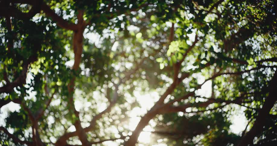 Peaceful, abstract view of sunlight streaming through the gently swaying leaves of a large tree, creating a dreamy bokeh effect and lens flare