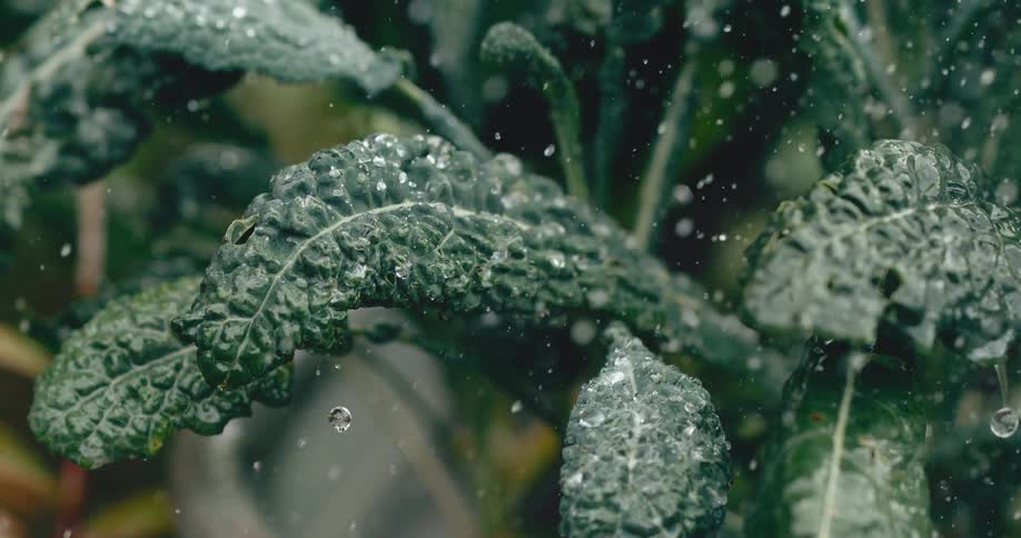 A close-up shot of water droplets falling on kale leaves in super slow motion