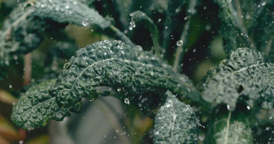 A slow-motion close-up of water droplets splashing onto fresh, vibrant kale leaves in a garden