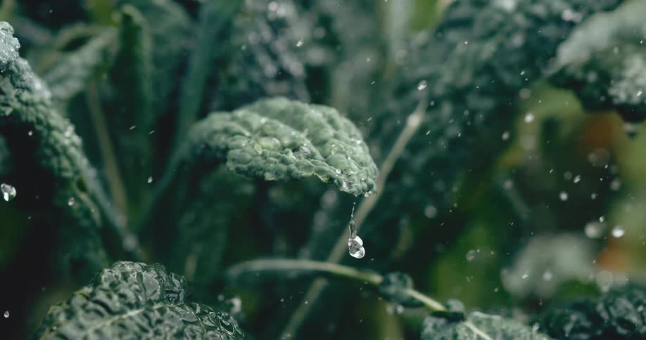 Slow motion close-up of raindrops falling on a fresh kale leaf, with one droplet falling from the tip
