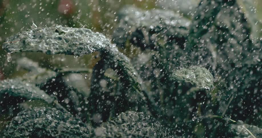 A close-up, slow-motion shot of heavy rain falling on fresh green kale leaves in a garden