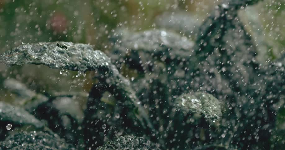 A close-up, slow-motion shot captures refreshing rain falling onto the dark green leaves of a kale plant