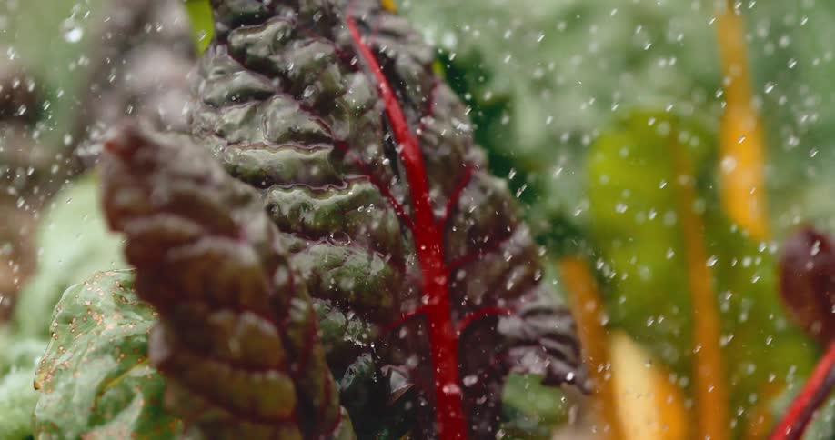 A super slow-motion close-up of fresh rain falling on a vibrant red Swiss chard leaf in a garden