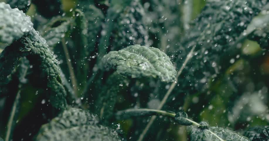 Gentle rain falls in slow motion on the deep green, textured leaves of a fresh kale plant in a garden