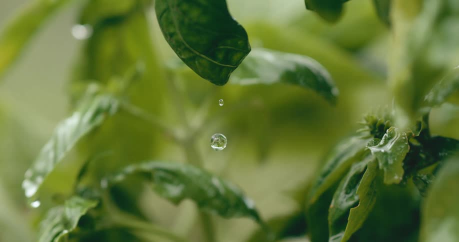In a macro slow-motion shot, a single droplet of water forms and falls from the tip of a lush green basil leaf