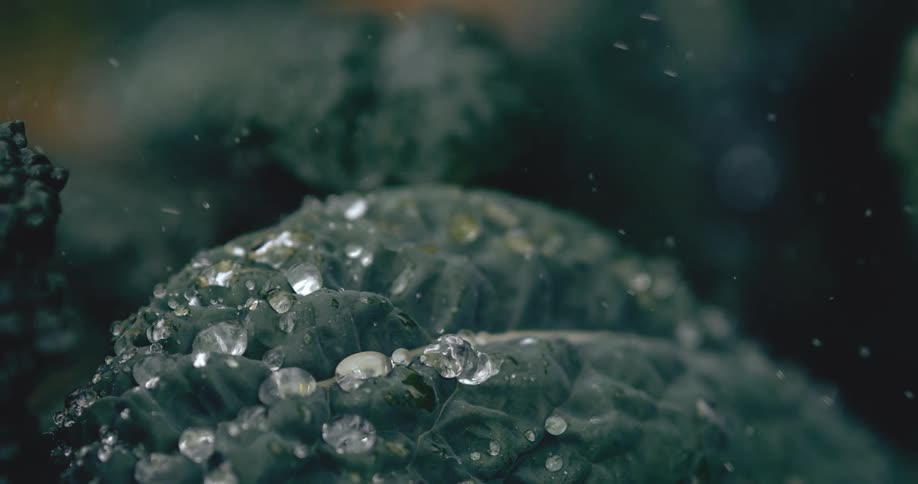 Rain gently falls in slow motion on a fresh, textured kale leaf covered in water droplets