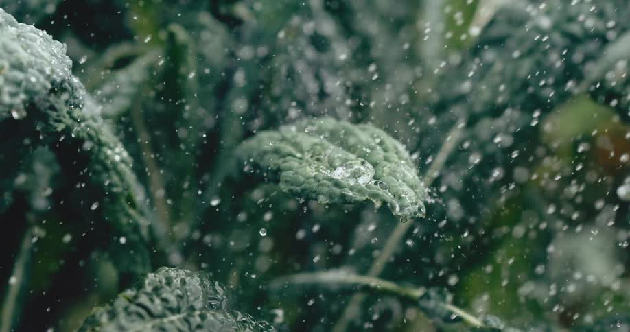 A close up super slow motion shot of water droplets falling on fresh green kale leaves