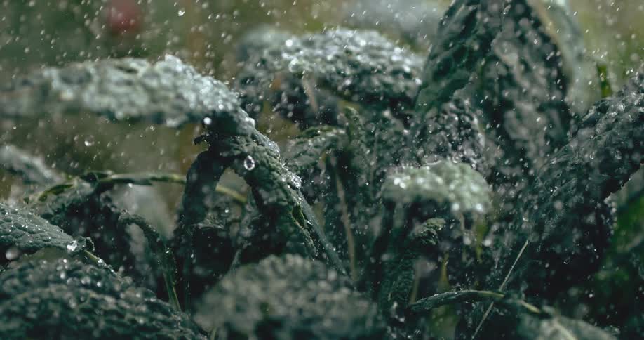 A lush, dark green kale plant is showered with water in a dramatic slow-motion close-up