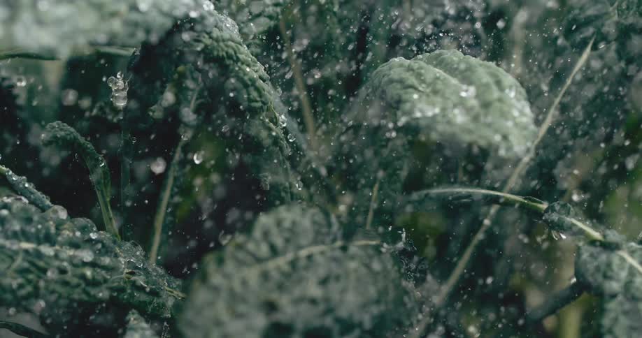 Refreshing water rains down on dark green kale leaves in an extreme slow-motion close-up