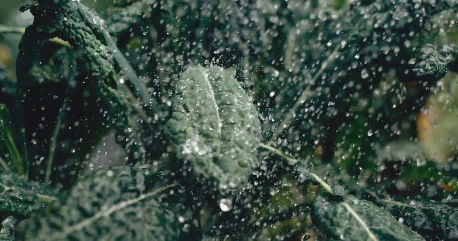 A close-up of refreshing water droplets showering the deep green leaves of a kale plant in super slow motion