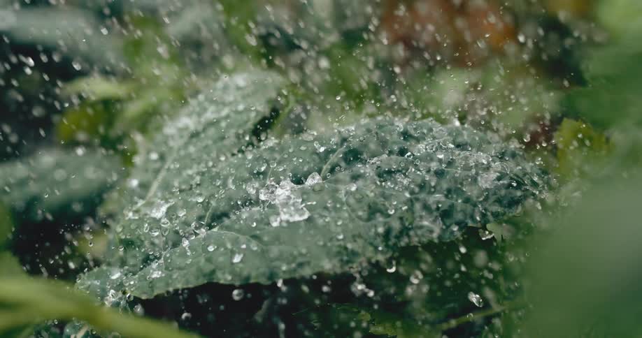 Refreshing droplets of water shower a lush, green kale leaf in extreme slow motion