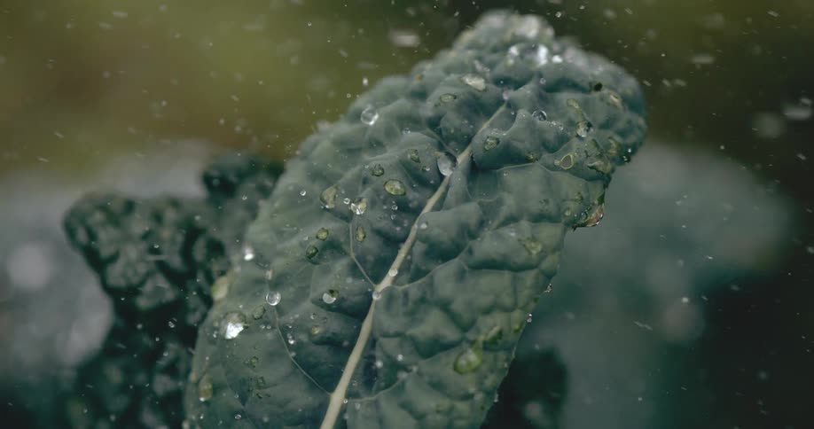 Extreme close-up slow motion shot of water droplets falling on a lush, green kale leaf