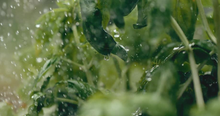 A close-up slow-motion shot shows water droplets falling onto vibrant green basil leaves, with a single drop clinging to the tip