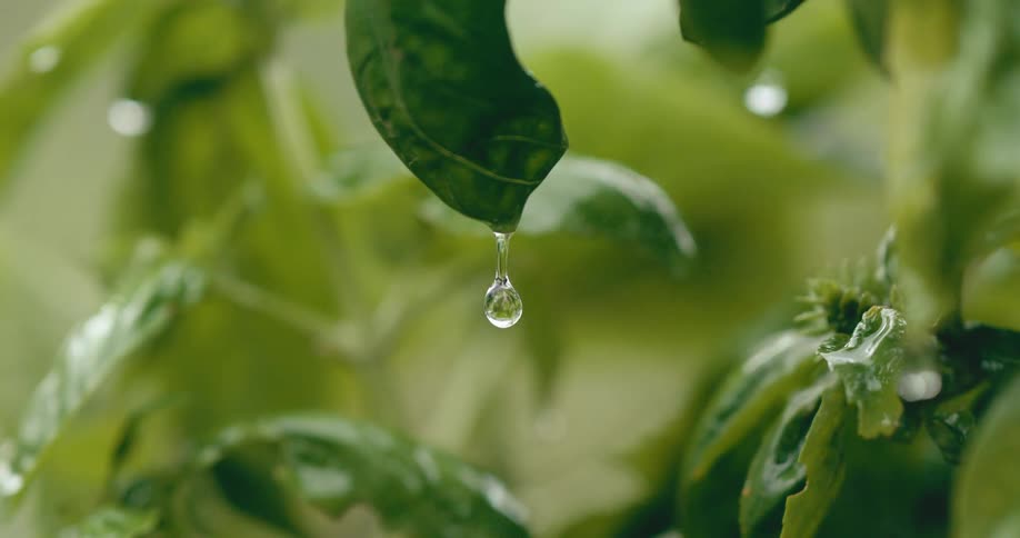 A super slow-motion macro shot captures a single water droplet forming and falling from the tip of a lush green basil leaf
